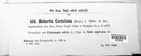Image of Septobasidium carestianum